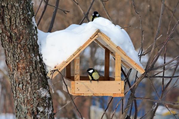 Природоохранная акция «Птицам будем помогать нашу зиму зимовать»