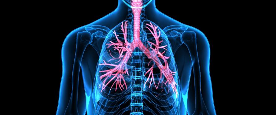 Видео-урок «Что мы знаем о дыхательной системе?»
