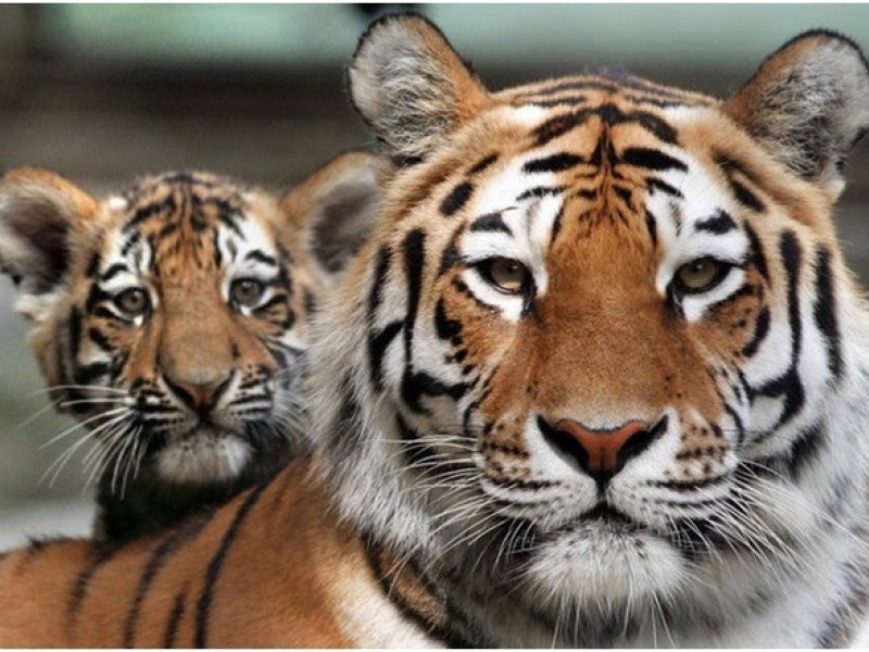 29 июля Международный день тигра
