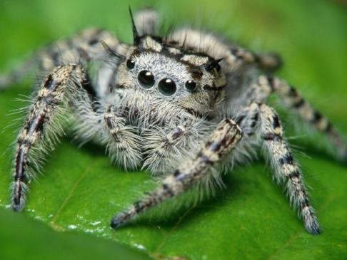Виртуальная энциклопедия «Несколько фактов о пауках, которых, быть может, вы ещё не знали!»